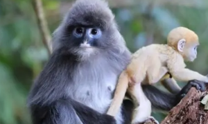 国家一级保护动物——菲式叶猴