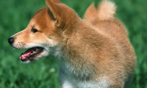 酶与益生菌对于狗狗有何作用？