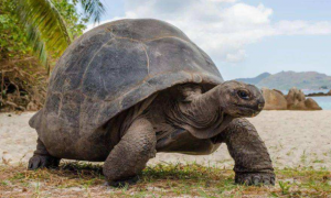 亚达伯拉象龟饲养环境