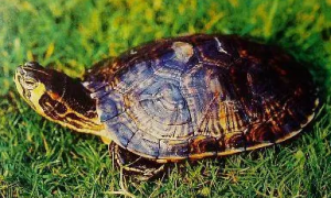 黄肚红耳龟多少钱一只？黄肚红耳龟怎么饲养？