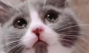 猫咪为什么总是流眼泪，猫咪流泪是什么原因引起的？