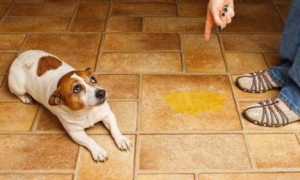 引起狗狗排尿异常的原因？引起狗狗排尿异常的原因是什么