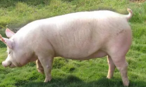大白猪的品种介绍，和长白猪哪个生长速度快