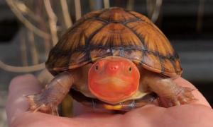 红面蛋龟是闭壳龟吗？你知道吗？