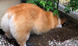 狗狗在院子里挖洞，前爪鼻子上统统是土，精巧绝伦的土方开挖基呀