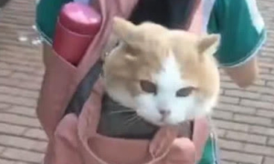 小学生霸气收养流浪猫，直接塞进书包带走，猫咪的表情亮了