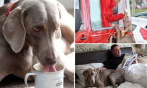 英宠物狗对冰淇淋爱不释手 狗能否吃冷饮呢？