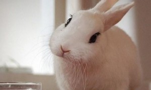 侏儒海棠兔多少钱 品种几百至上千不等