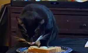 猫偷吃面包，网友没有生气，结果…走近一看：“真忍不了！”