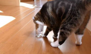猫奴把乾乾丢进玻璃杯里 测试猫咪惯用哪只手