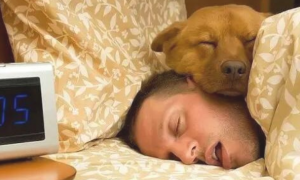 狗狗喜爱和主人“一起睡”？是由于这几个方面！