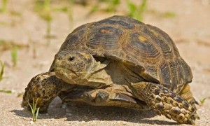德州地鼠龟的寿命？了解一下