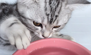 猫吐了喝水是恢复了吗？来看一看吧