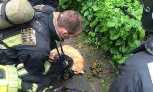 大爱无界 俄消防员氧气罩抢救猫咪