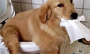 狗狗占有坐便器，铲屎官进到洗手间后无可奈何了：部位让给我好不好