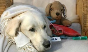狗流感的症状和防治方法