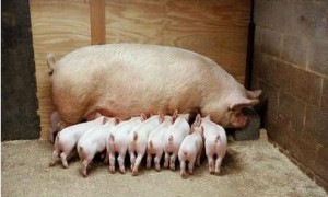 百头母猪不孕 兽药公司成了被告