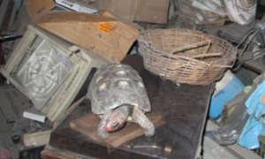 宠物龟误入储藏室30年居然还活着
