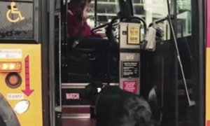 狗狗独自乘公交去玩,还会自己刷卡找座,乘客惊的合不拢嘴