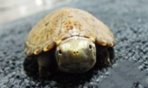 头盔泥龟是保护动物吗？