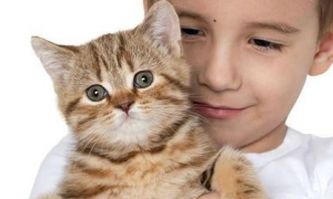 猫咪缺维生素C会怎样?维生素C与猫咪健康!