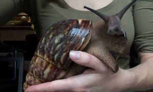 稀有宠物也能找到真爱 巨型蜗牛当宠物饲养