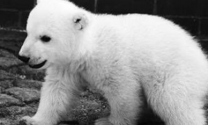 可爱北极熊克努特猝死原因曝光 短暂的一生令人心疼！