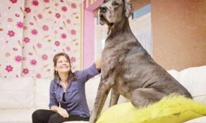 世界上最大的狗，高达2.3米，女主人为它拒绝男性追求