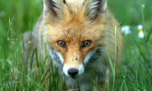 狐狸最喜欢吃什么 狐狸还是以食肉性为主