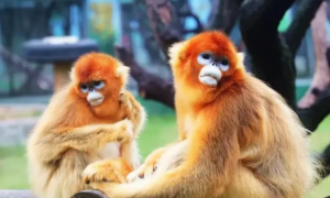 秦岭金丝猴是怎么做到这么温柔，不打游客的？