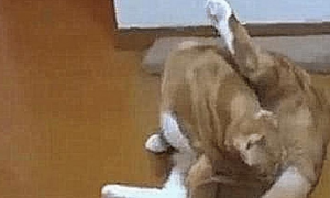 橘猫正在给自己清洗，突然舔了下屁股，下一秒直接不淡定了