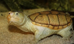 窄桥蛋龟是保护动物吗？
