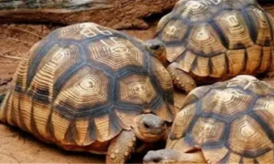 安哥洛卡象龟有什么特征？为何是世界上最贵的乌龟？