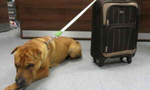 小狗连带“随身行李箱”被遗弃在火车站