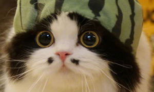 波斯猫是不是中华田园猫 | 宠物店老板称是蓝眼睛的波斯猫 原来是只中华田园猫