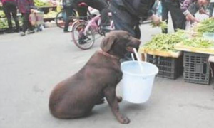狗狗每帮七旬主人买水果叼水，路人欲出高价位将它买下来，却遭到回绝！