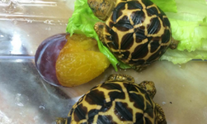 缅甸星龟多久进一次食？一起来看看吧！