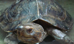 亚洲巨龟好不好养呢，亚洲巨龟怎么养最好？