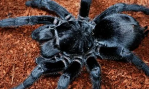巴西黑蜘蛛好不好养？