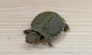 很小的乌龟怎么养？