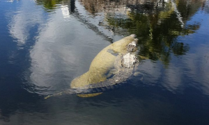 佛罗里达出现不寻常的友谊 美国鳄鱼和海牛在运河闲逛