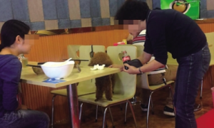 母女餐馆吃饭与狗共用碗筷 引起争议