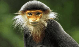 门岛叶猴的特征有哪些？你知道吗？