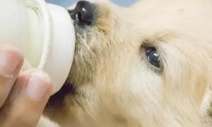 狗狗羊奶粉喝过怎么样？狗狗能喝人喝的羊奶粉吗？