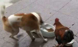 小狗和雄鸡为食物大战，周边人都来驻足观看，結果令人险笑出影响