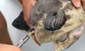 海龟鼻子插入吸管长达12厘米 拔出场景令人揪心