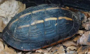 缅甸黑山龟的哪些行为可以看出它已经认可主人了？
