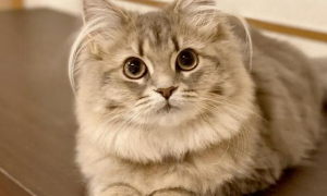 耳朵上有一撮长毛是什么猫？可能是这个