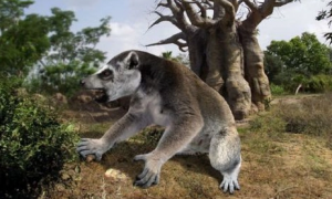 500年前就已经灭绝的狐猴物种——巨狐猴
