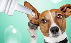 哇米宠物洗耳液——一款宠物专用的洗耳剂